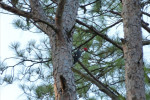 Pileated woodpecker